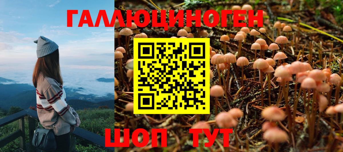 Псилоцибиновые грибы Psilocybe Калач-на-Дону